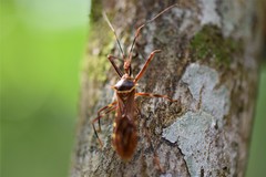 Isocondylus elongatus