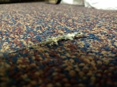 Hemidactylus turcicus