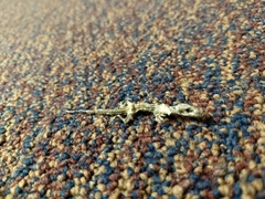 Hemidactylus turcicus