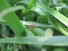 Ischnus inquisitorius