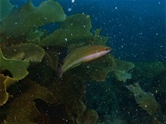 Halichoeres brownfieldi