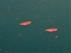 Caesioscorpis theagenes