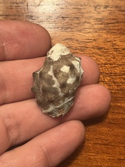 Menathais intermedia