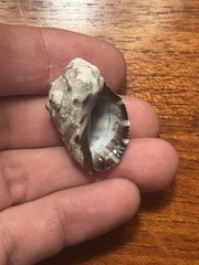 Menathais intermedia