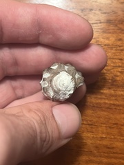 Menathais intermedia