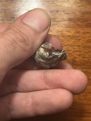 Menathais intermedia