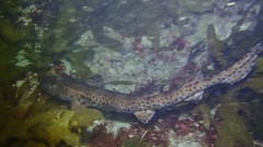 Aulohalaelurus labiosus