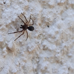 Enoplognatha thoracica