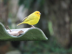 Sicalis flaveola flaveola