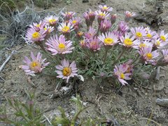 Townsendia florifera