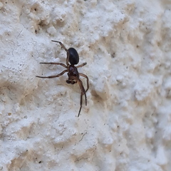 Enoplognatha thoracica