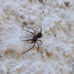 Enoplognatha thoracica