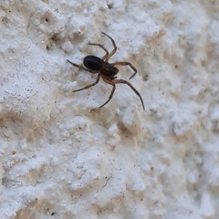 Enoplognatha thoracica