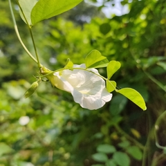 Clitoria ternatea albiflora