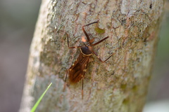 Isocondylus elongatus