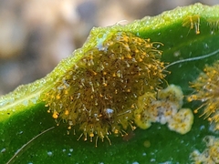 Cephaleuros virescens