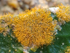 Cephaleuros virescens
