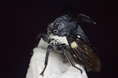 Orthobelus gomezmenori