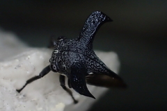 Orthobelus gomezmenori