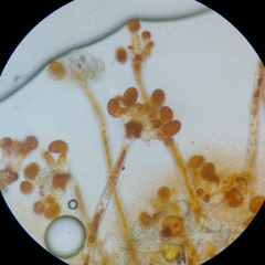 Cephaleuros virescens