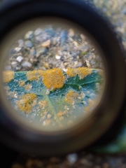 Cephaleuros virescens