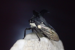 Orthobelus gomezmenori