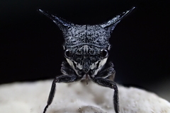 Orthobelus gomezmenori