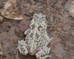 Sclerophrys gutturalis