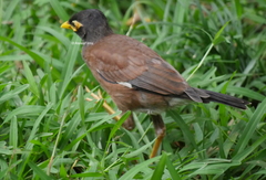 Acridotheres tristis