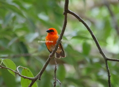 Foudia madagascariensis
