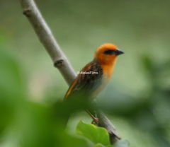 Foudia madagascariensis