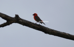 Foudia madagascariensis