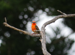 Foudia madagascariensis