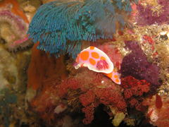 Virididentula dentata