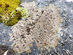 Placopsis perrugosa