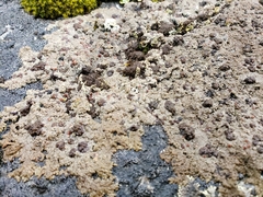 Placopsis perrugosa