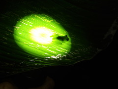 Teratohyla pulverata