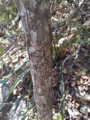 Pseudosmodingium andrieuxii