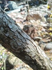 Pseudosmodingium andrieuxii