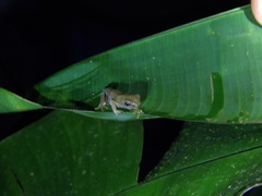 Diasporus diastema