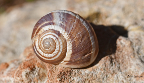 Pronubal Snail