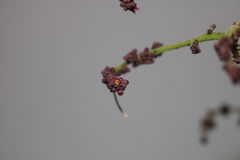 Pseudosmodingium andrieuxii