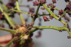 Pseudosmodingium andrieuxii