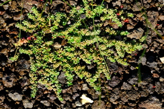 Herniaria grimmii