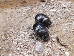 Synapsis tmolus