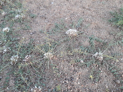 Astragalus scabrisetus