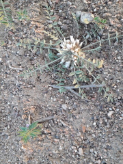 Astragalus scabrisetus