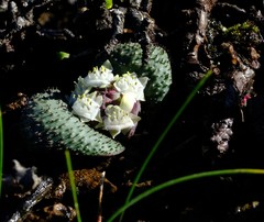 Massonia wittebergensis