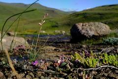 Massonia wittebergensis