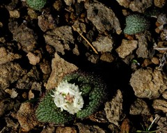 Massonia wittebergensis